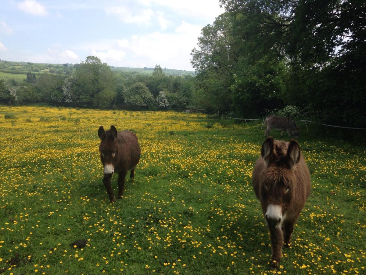 Carrigeen Glamping Kilkenny Eksteriør billede